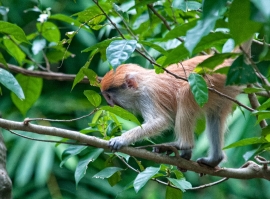 Patas Monkey Photo Image 7969