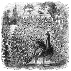 peacock bird illustration