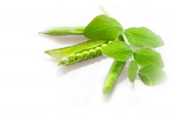 peas with leaves and tendrils on white background photo