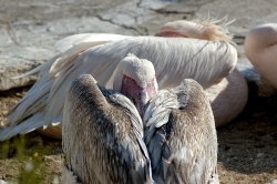pelican mykonos town greece 2266
