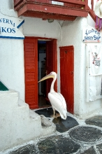 pelican standing at doorway of store in myconos greece