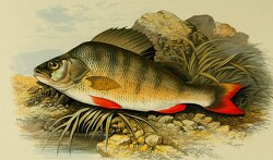perch fish clipart illustration