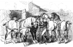 percheron horses with a jockey illustration