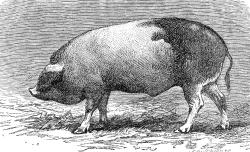 perigord boar pig illustration