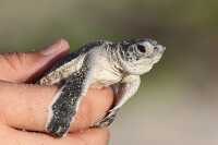 person holding Green Sea Turtle hatchling 