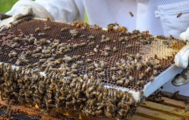 person removes frame out of a beehive