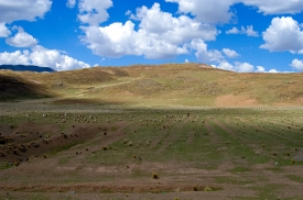 peruvian landscape altiplano 005