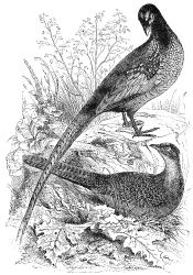 pheasant bird illustration