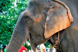 Phnom Penh Elephant Photo 