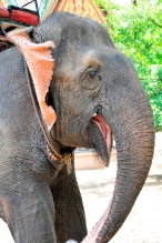Phnom Penh Elephant Photo 