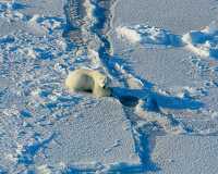 photo adult male polar bear still-hunting at a seal hole