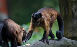 photo Capuchin monkey 7988