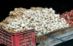 photo cart full of fresh garlic alexandria egypt  5183e