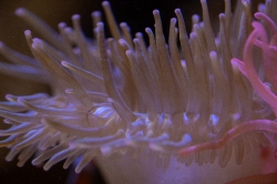 photo closeup of anemone tentacles