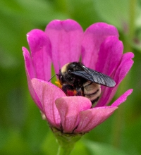 photo closeup of bumble bee on zinnia flower