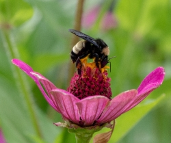 photo closeup of bumble bee on zinnia flower