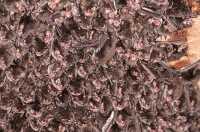 photo clustered southeastern bats
