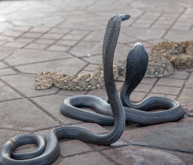 photo cobra snakes jemaa el fnaa marrakesh square image 6035