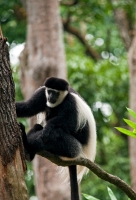 Photo Colobus monkey singapore zoo 8005