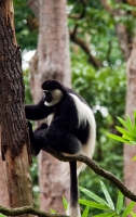Photo Colobus monkey singapore zoo 8006