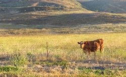 photo cow behind wired fence in the early morning