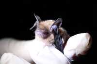photo female northern bats