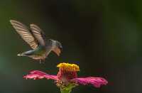 photo female ruby throated hummingbird feeding flower nectar