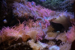 photo group of sea anemones and fish