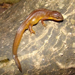 photo of  eastern newt notophthalmus viridescens