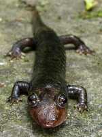 photo of a black bellied salamander