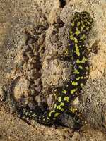 photo of a green salamander aneides aeneus