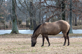 photo of a horse eating grass with stream in background
