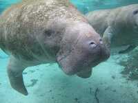 photo of a manatee under water