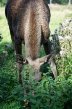 Photo Of A Moose Grazing In Field Northern Europe 