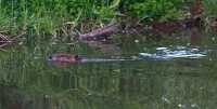 photo of Beaver swimming in lake