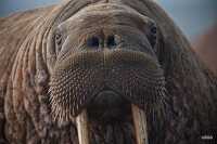 photo of close up of a female walrus resting