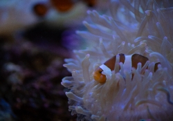 photo of clownfish symbiotic relationship with stinging sea anem