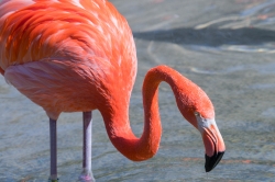 photo of flamingo bird standing in swallow water image