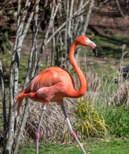 photo of flamingo bird with trees in background image 
