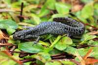 photo of frosted flatwoods salamander on plants