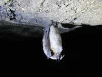 photo of little brown bat with white nose syndrome hibernating