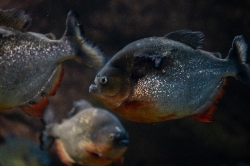 photo of man eater piranha fish