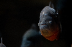 photo of man eater piranha fish