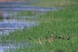 Photo of Marbled Godwits in the wetlands kansas
