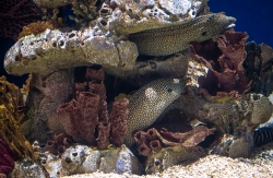 photo of moray eels hiding in rocks and coral image