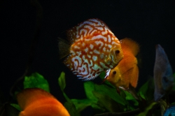 photo of orange white discus fish from cichlid family