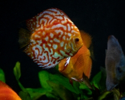 photo of orange white discus fish from cichlid family