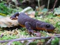 photo of roughskinned newt