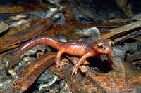 photo of salamander on fall folliage