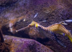 photo of sea dragon swimming in aquarium